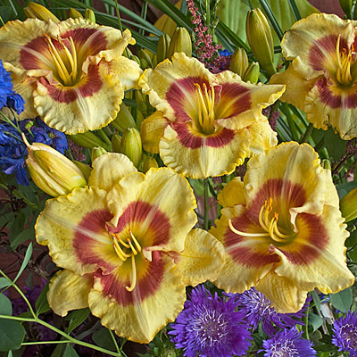 Hemerocallis 'Monterey Jack'