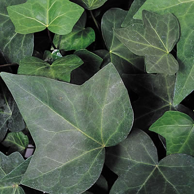 Hedera canariensis 'Montgomery'