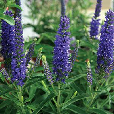 Veronica x 'Moody Blues Dark Blue'