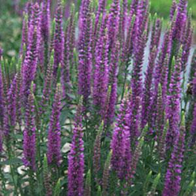 Veronica x 'Moody Blues Mauve'
