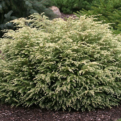 Tsuga c. 'Moon Frost'