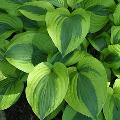 Hosta 'Moon Split'