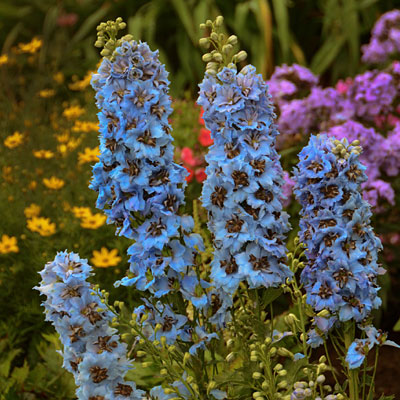Delphinium e. 'Moonlight Blues'