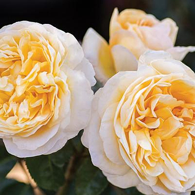 Rosa 'Moonlight Romantica'