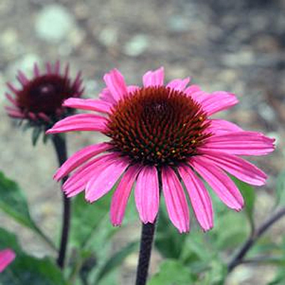 Echinacea x 'Mooodz Awake'