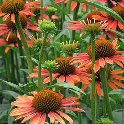 Echinacea x 'Mooodz Joy'