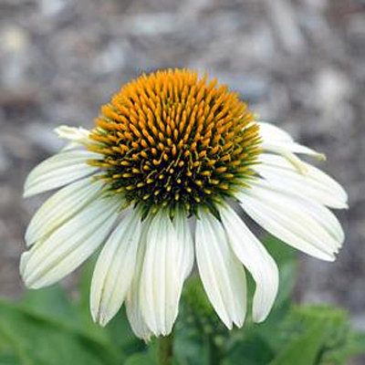 Echinacea x 'Mooodz Shiny'