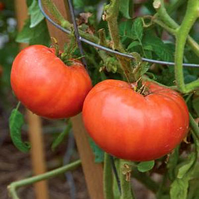 Tomato 'Mortgage Lifter'