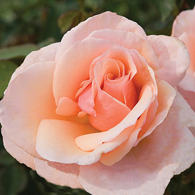 Rosa 'Mother of Pearl'