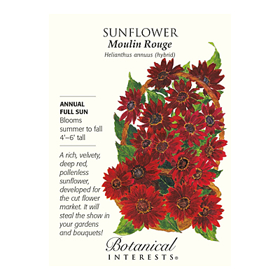 Seeds - BI Sunflower Moulin Rouge