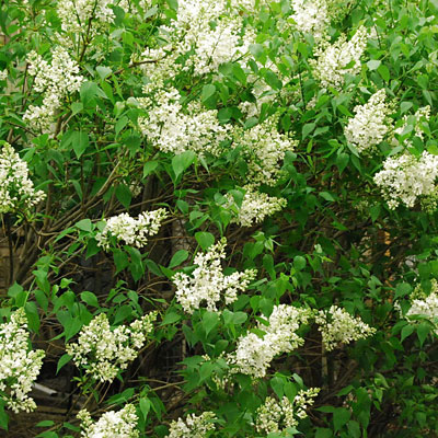 Syringa x h. 'Mount Baker'