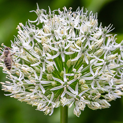 Allium 'Mount Everest'