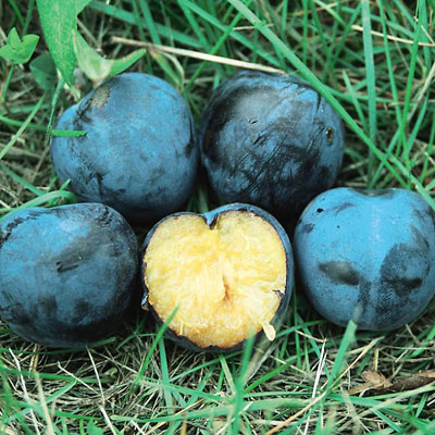Prunus x 'Mount Royal'