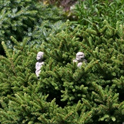 Picea or. 'Mount Vernon'