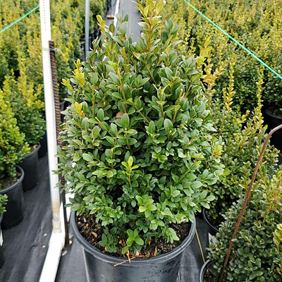 Buxus m. 'Green Mountain' (HOLIDAY)