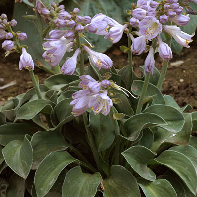 Hosta 'Blue Mouse Ears'