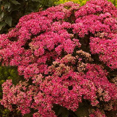 Sedum spect. 'Mr. Goodbud'