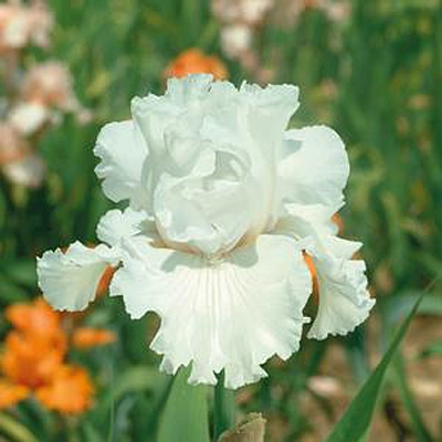Iris g. 'Mr Moonlight'