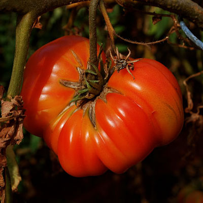 Tomato 'Mr. Stripey'