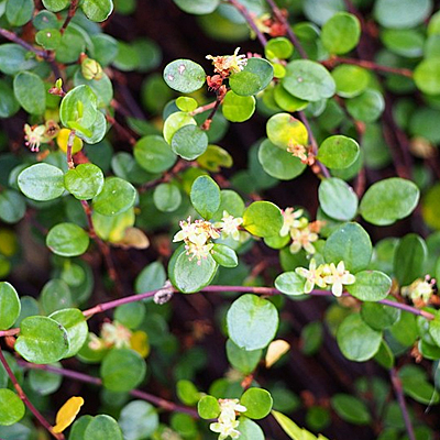 Muehlenbeckia axillaris