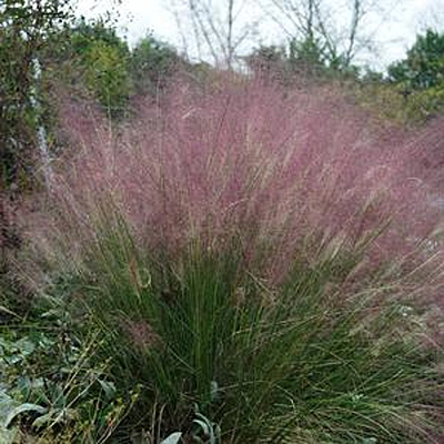 Muhlenbergia capillaris
