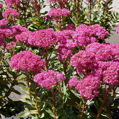 Sedum tele. 'Munstead Dark Red'