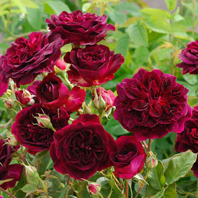 Rosa 'Munstead Wood'