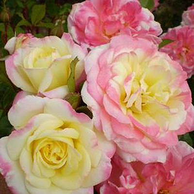 Rosa 'Music Box'