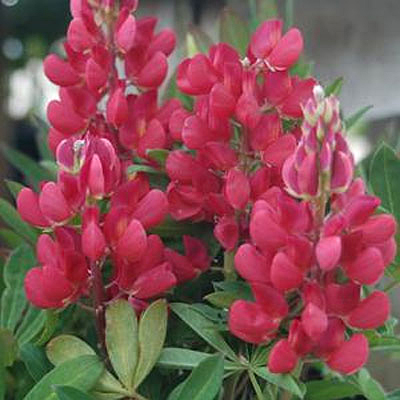 Lupinus 'My Castle'