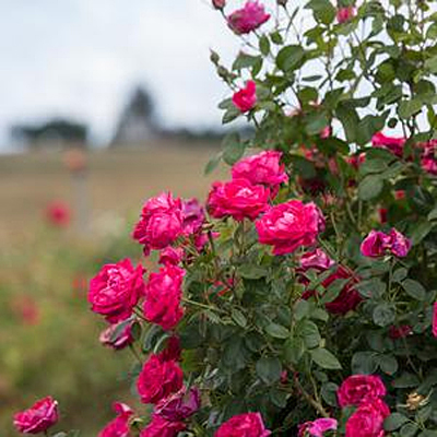 Rosa 'My Girl'