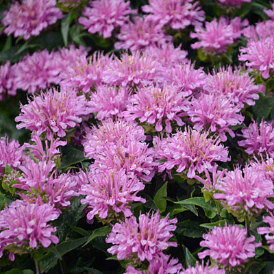 Monarda d. 'Pardon My Lavender'