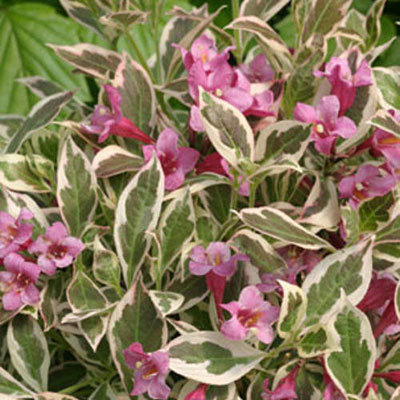 Weigela f. 'My Monet'
