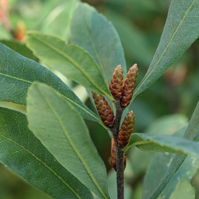 Myrica gale
