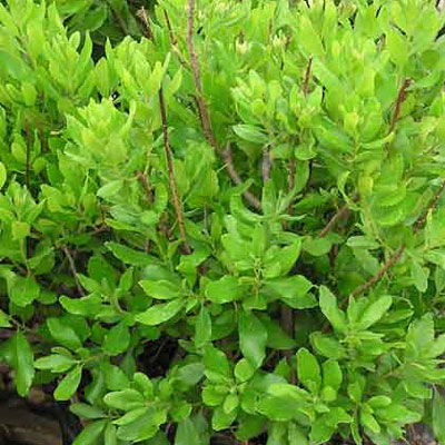 Myrica pensylvanica