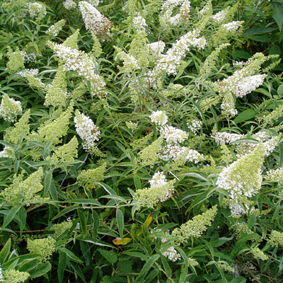 Buddleia d. 'Nanho Alba'