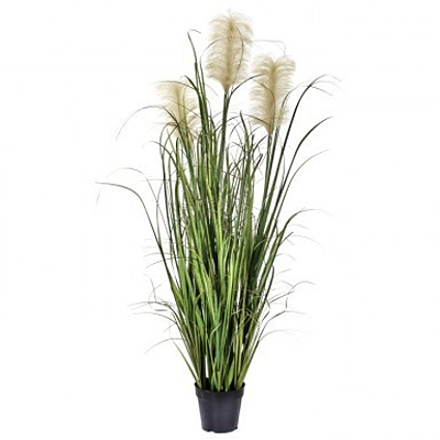 Grass - Nantucket Dune x3 Plumes Potted