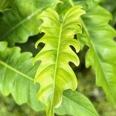 Philodendron 'Narrow Escape'