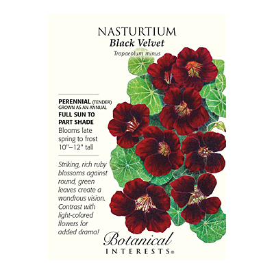 Seeds - BI Nasturtium Black Velvet