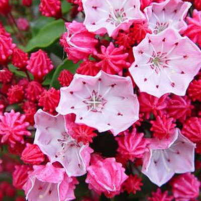 Kalmia l. 'Nathan Hale'