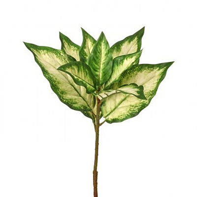 Dieffenbachia Natural Touch