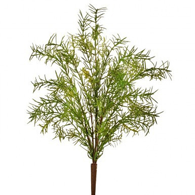 Fern - Natural Touch Springeri Bush