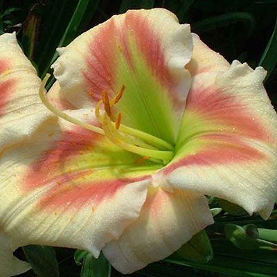 Hemerocallis 'Navajo Princess'