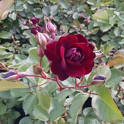 Rosa 'Navy Lady'