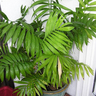Chamaedorea elegans