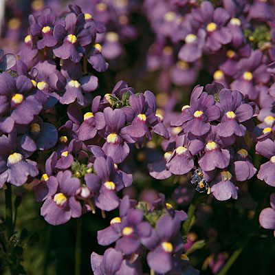 Nemesia fruticans 'Bluebird'
