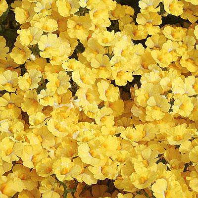 Nemesia 'Sunsatia Lemon'