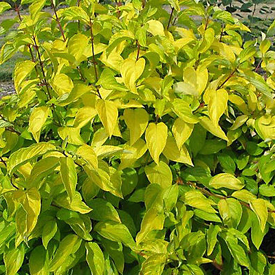 Cornus alba 'Neon Burst'