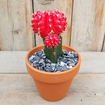 Neon Grafted Cactus