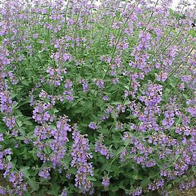 Nepeta x f. 'Six Hills Giant'