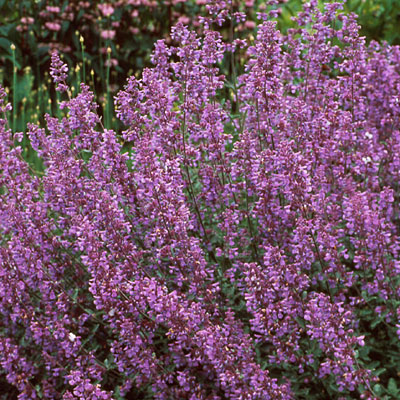 Nepeta x f. 'Walker's Low'
